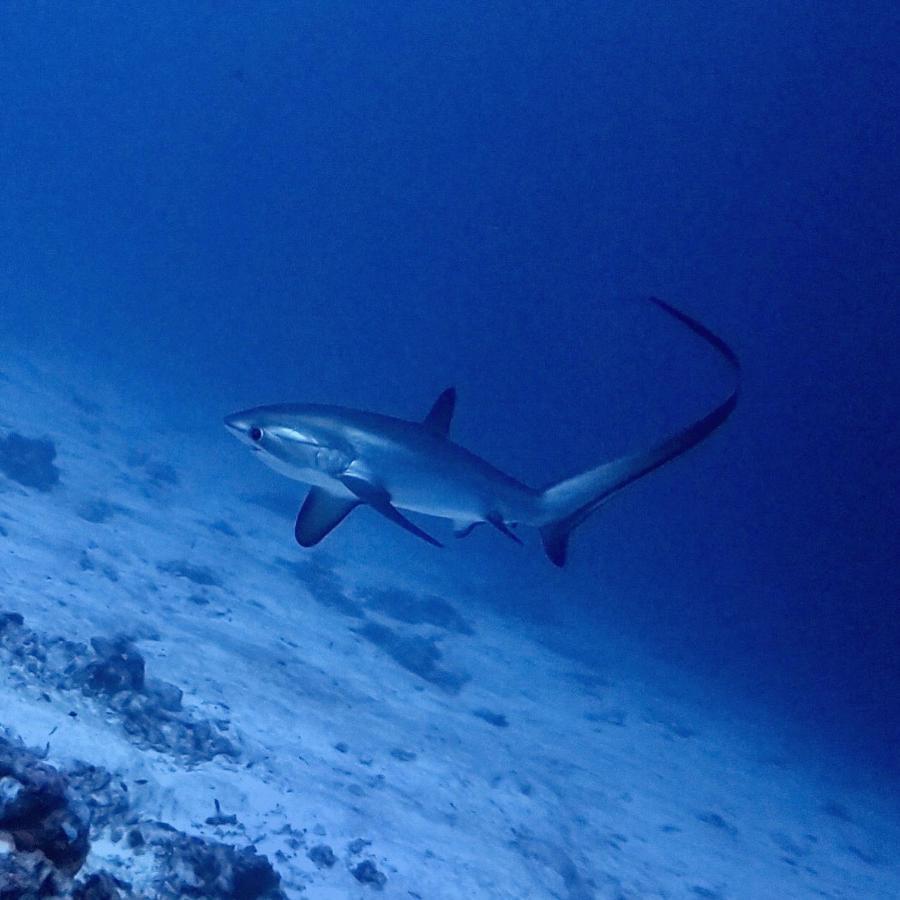 Tiger Shark Residence & Dive Fuvahmulah المظهر الخارجي الصورة