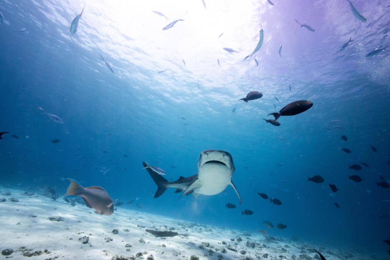 Tiger Shark Residence & Dive Fuvahmulah المظهر الخارجي الصورة