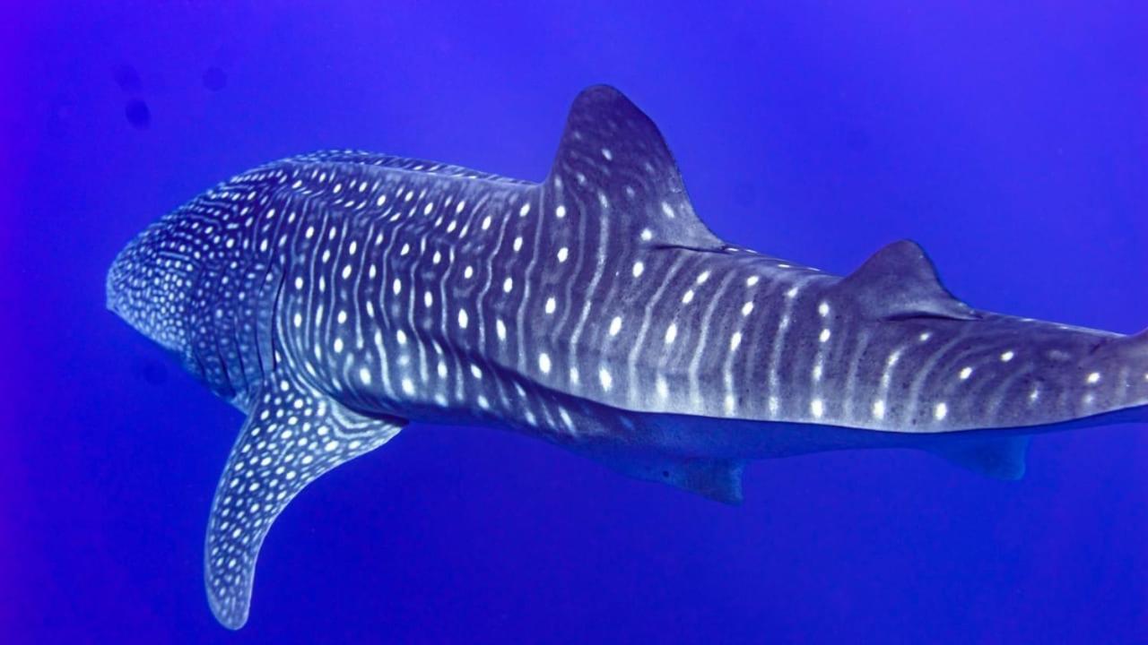 Tiger Shark Residence & Dive Fuvahmulah المظهر الخارجي الصورة