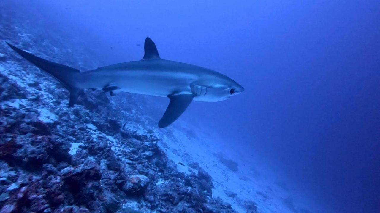 Tiger Shark Residence & Dive Fuvahmulah المظهر الخارجي الصورة