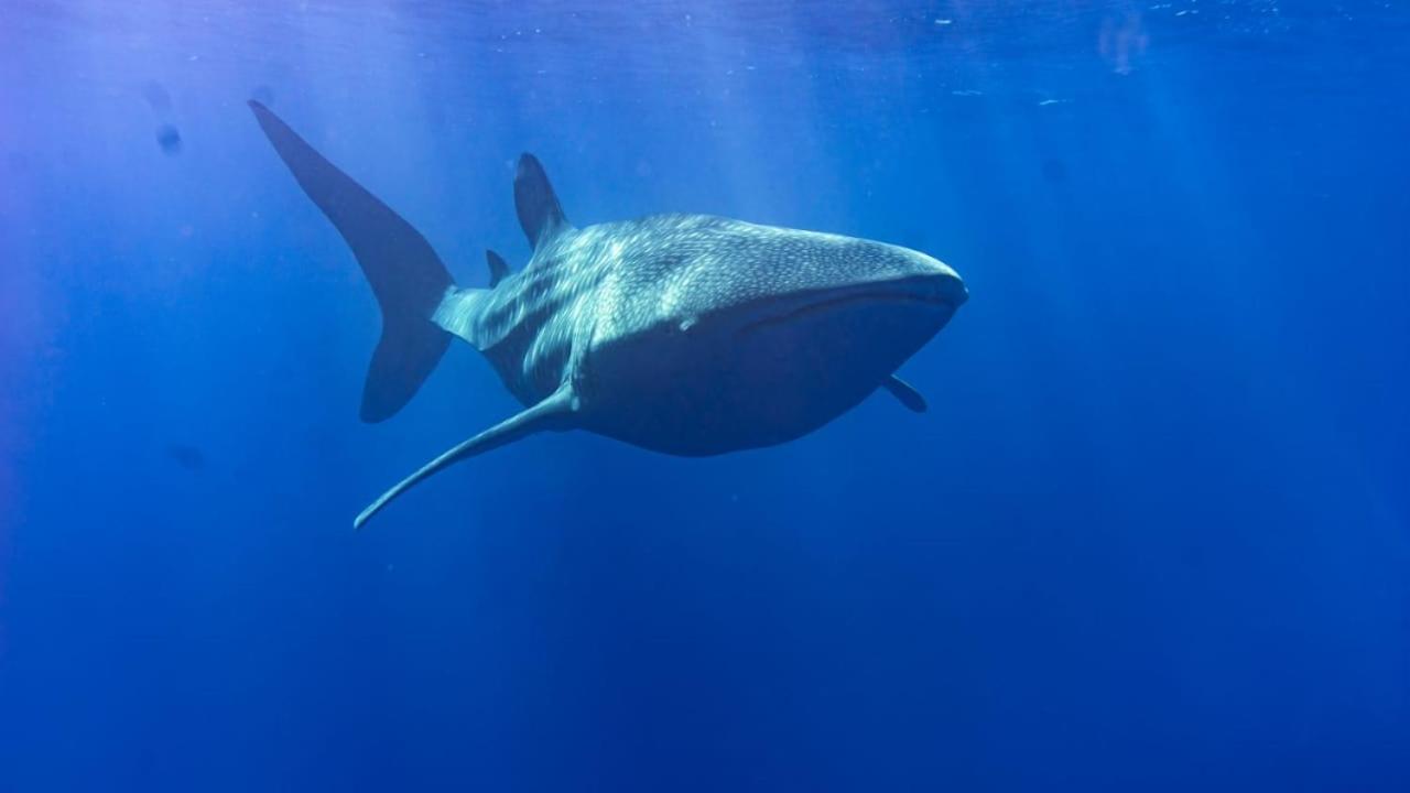 Tiger Shark Residence & Dive Fuvahmulah المظهر الخارجي الصورة