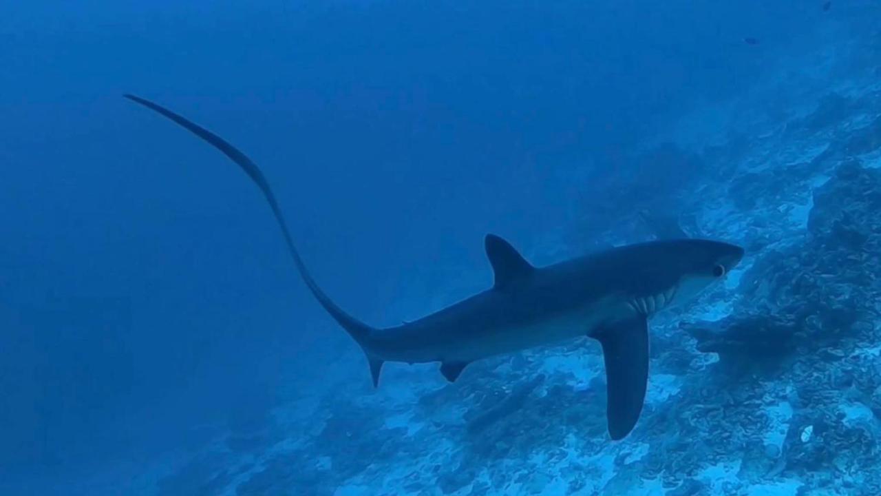 Tiger Shark Residence & Dive Fuvahmulah المظهر الخارجي الصورة