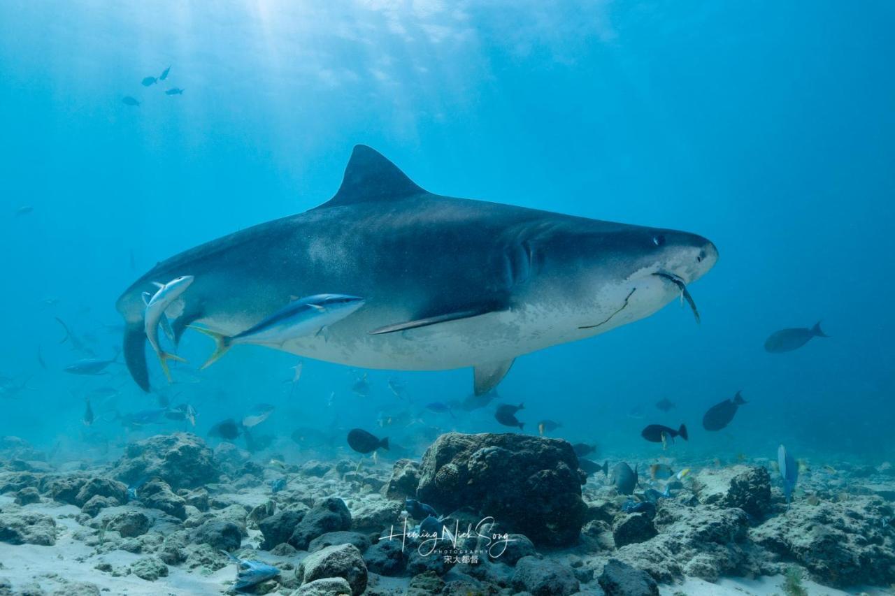 Tiger Shark Residence & Dive Fuvahmulah المظهر الخارجي الصورة